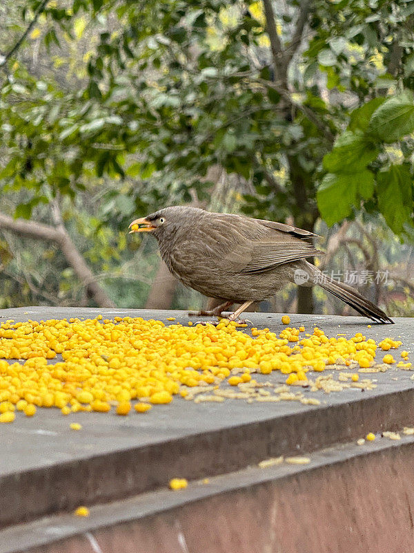 丛林牙牙虫(Argya striata)栖息在墙上，吃甜玉米粒的图像，林地背景，重点在前景